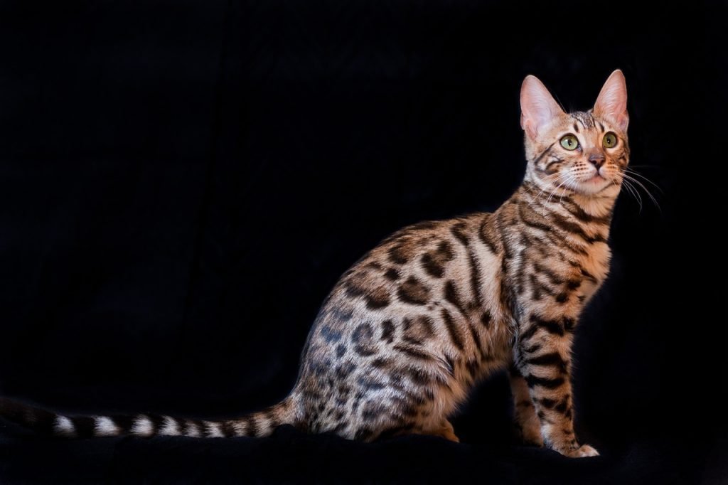 Bengal cat